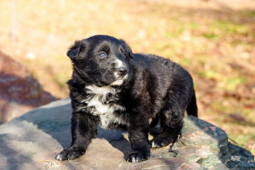 Волонтеры ищут дом щенкам, которых собака родила на площади Читы