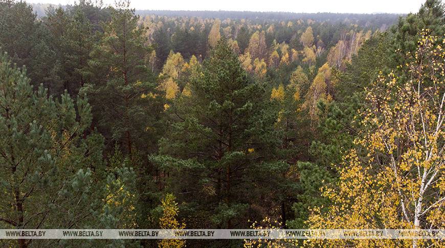 В Беларуси за сутки в лесах потерялись два человека, поиски одного продолжаются