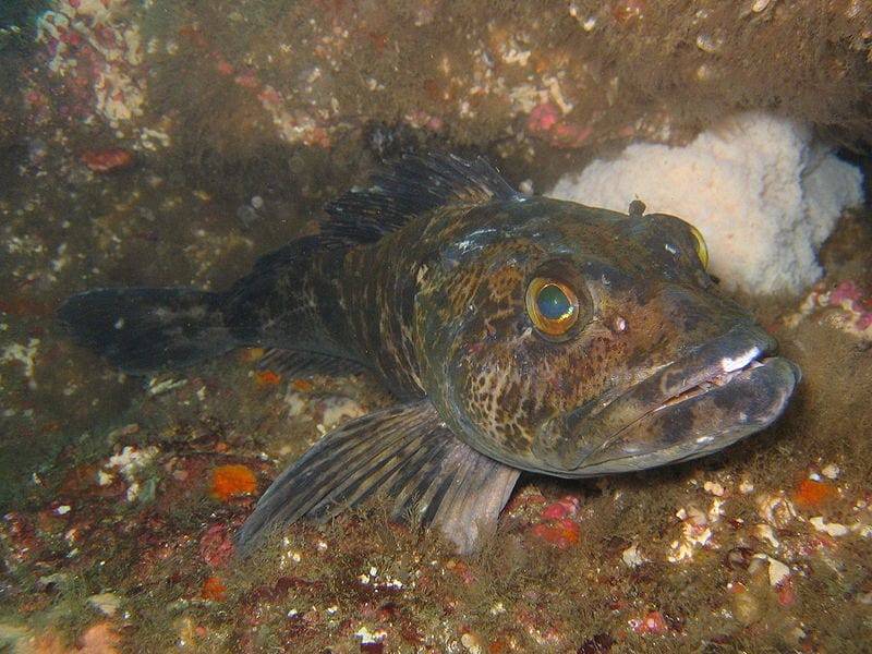 Ученых удивила уникальная особенность экзотических рыб и мира
