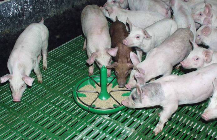 KSG Agro реализует программу снижения стоимости откорма свиней