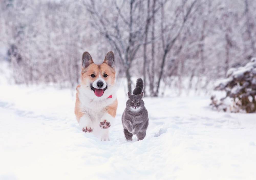 Зимовка с собакой и котом на даче (в вопросах и ответах)