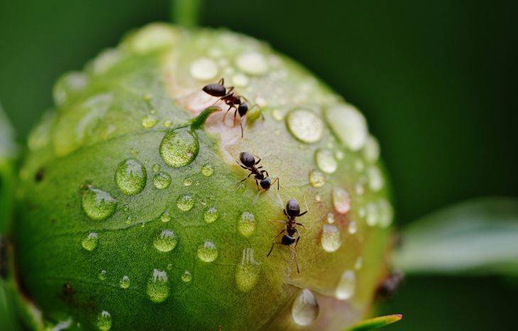 Что делать, чтобы на пионах не было муравьев: секреты, о которых не расскажет соседка