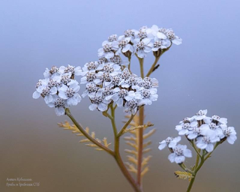 Петербургский фотограф нашел в полях цветы уходящей осени — фото