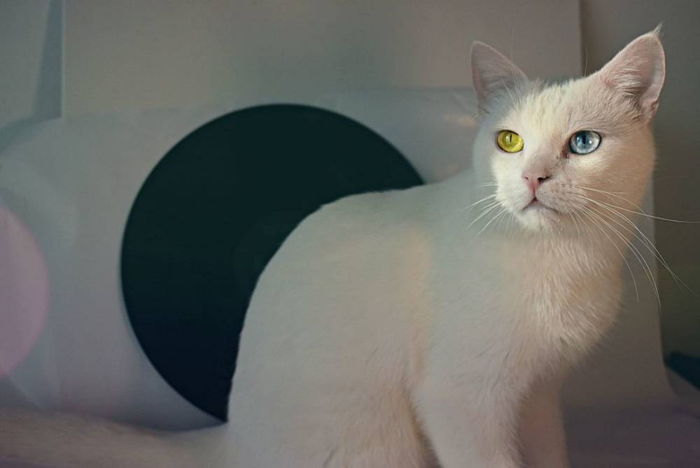 Правда ли, что все белые коты глухие?