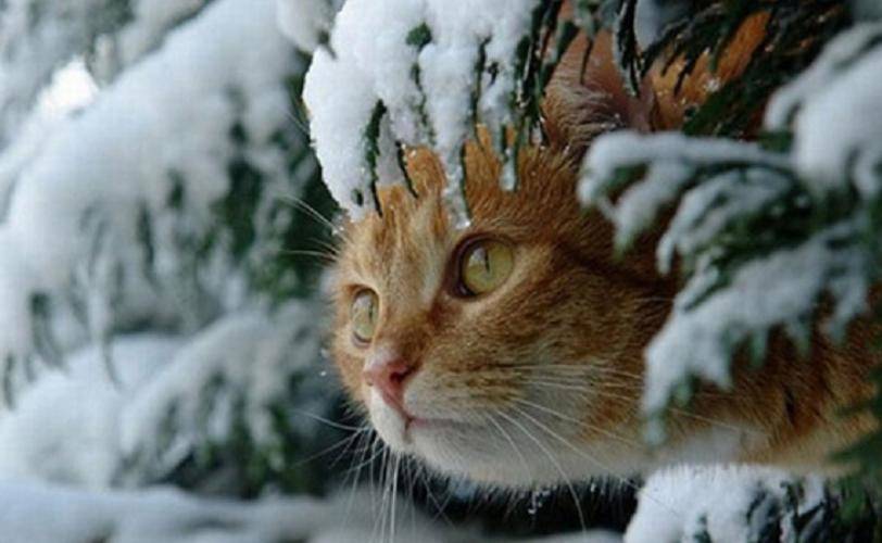 Синоптики рассказали, когда в Украину ворвется настоящая зима со снегом и морозами