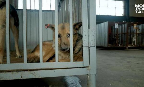 Тюменцы смогут посетить онлайн-премьеру документального фильма о приютах для животных