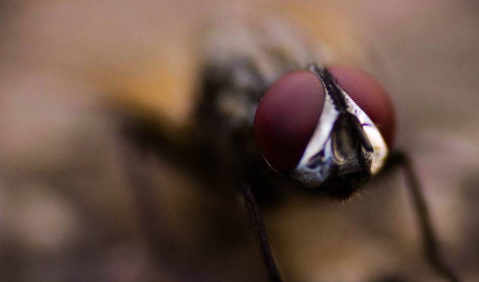 Слетавшие на МКС с Пересильд мухи помогут репродуктивности мужчин