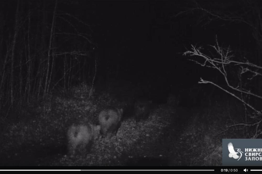 Нижне-Свирский заповедник заснял прогуливающихся под дождем медведицу и ее четырех малышей