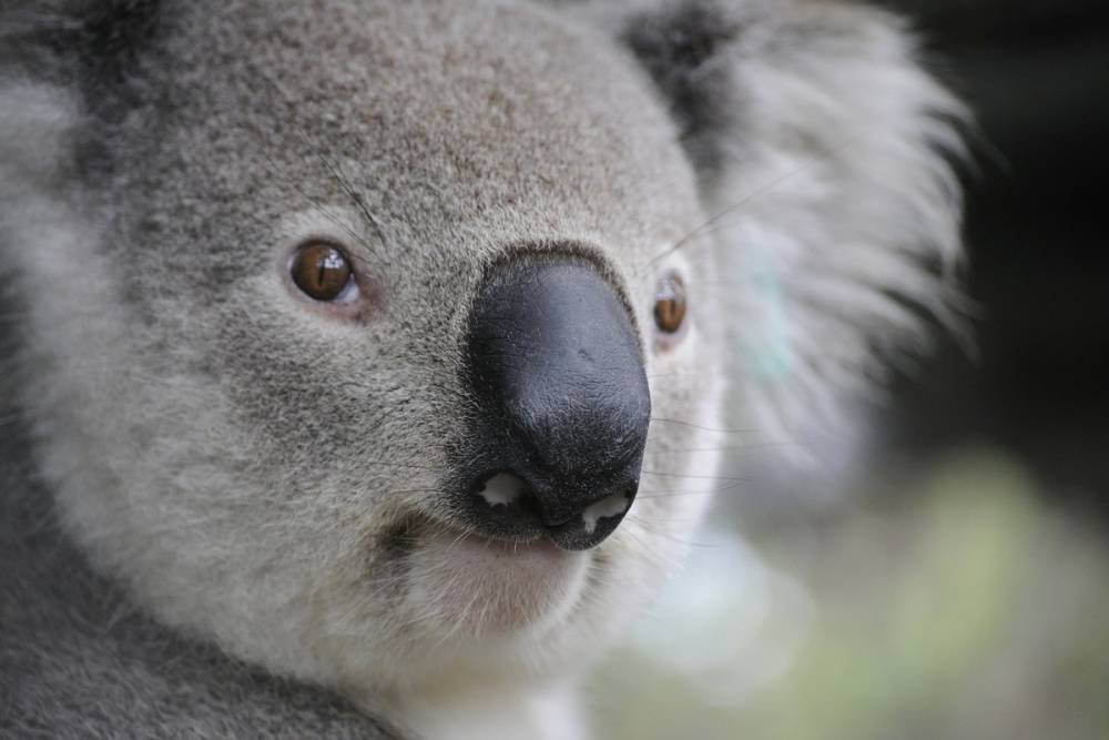 Коалам в Австралии угрожает вымирание, заявили эксперты