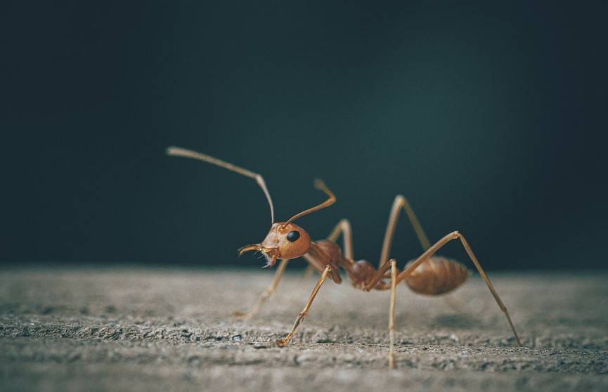 Ученые выяснили, что превращает рабочего муравья в королеву