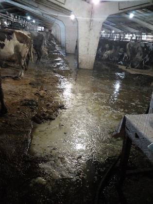 В Минсельхозе Коми прокомментировали информацию о тонущих в навозе коровах