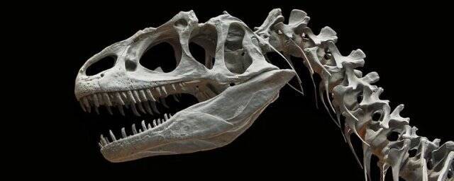 В Гренландии обнаружены останки динозавра, являвшегося предком диплодока
