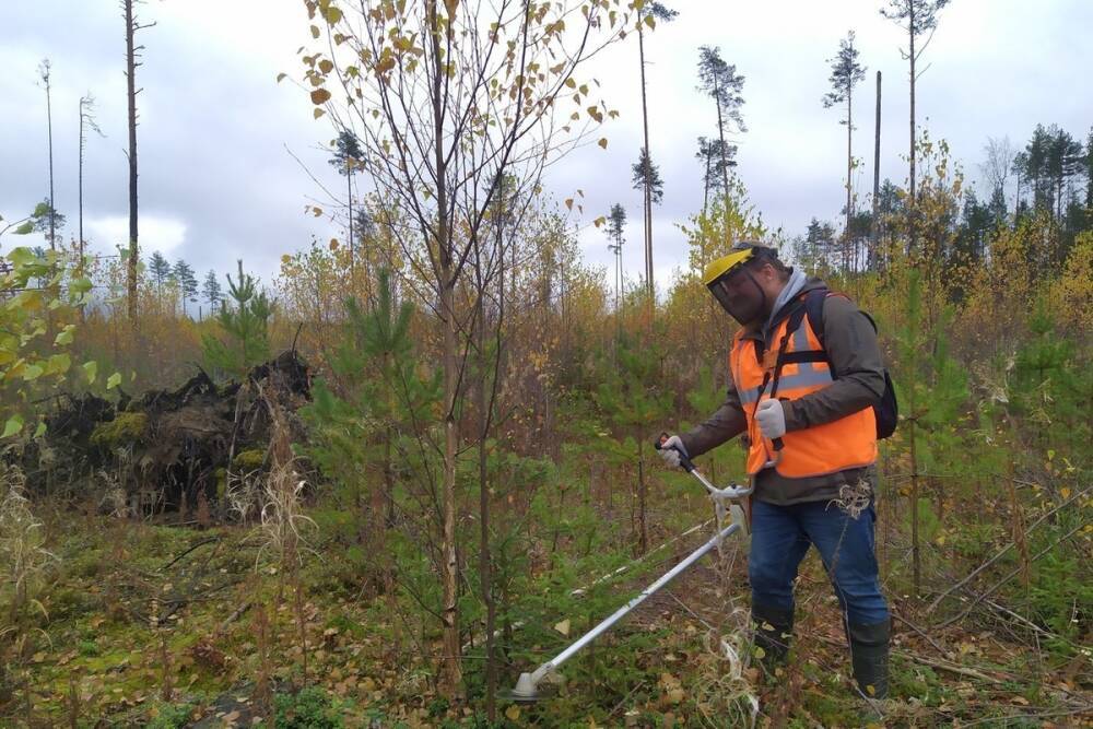 В Ярославской области на площади более 2400 гектаров провели рубки ухода в молодняках