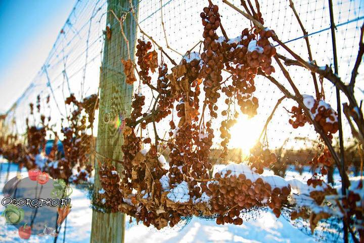 Эксперт рассказал как правильно подготовить виноград к зиме