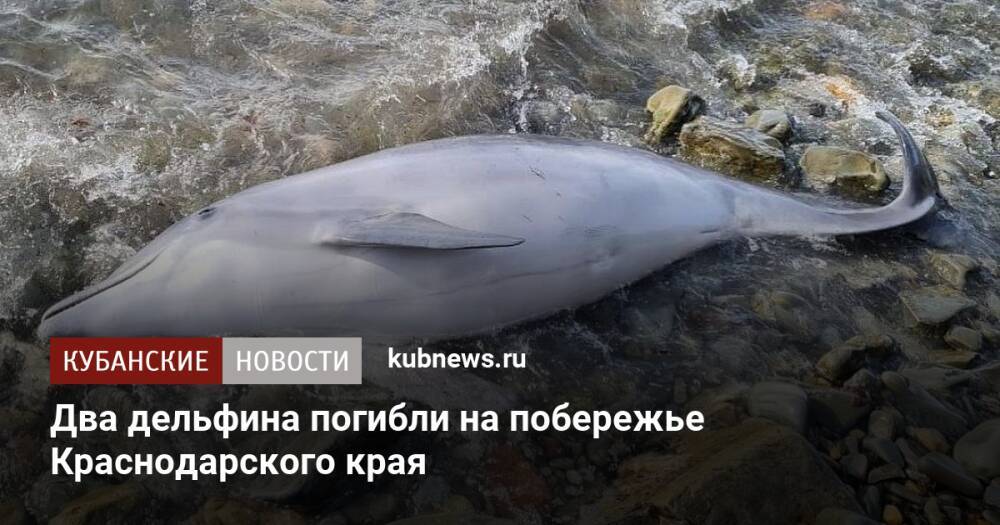 Два дельфина погибли на побережье Краснодарского края