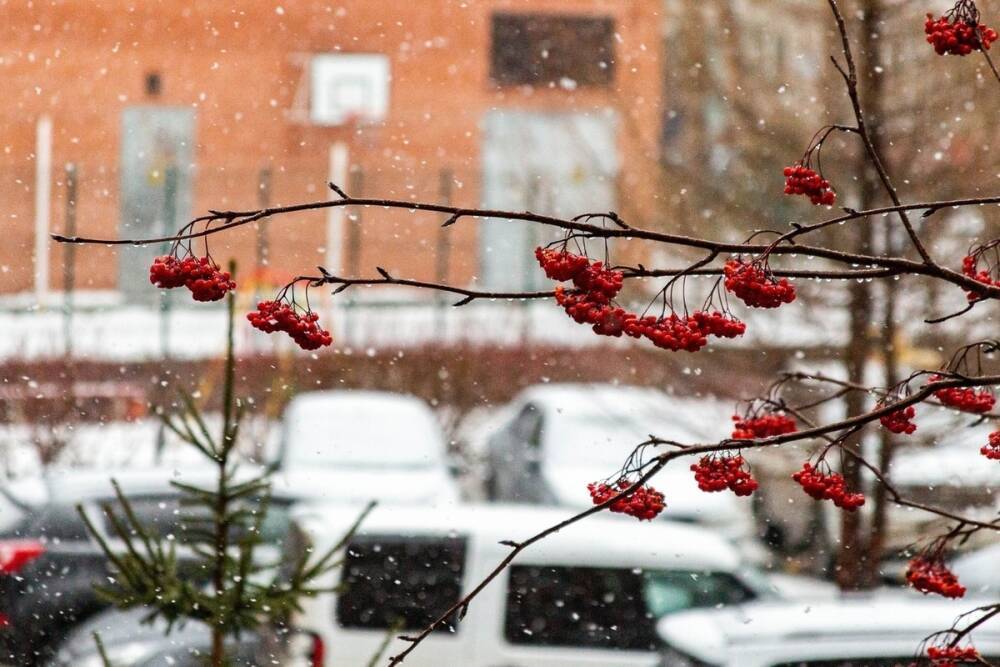 В Новосибирске опубликовали прогноз погоды на декабрь