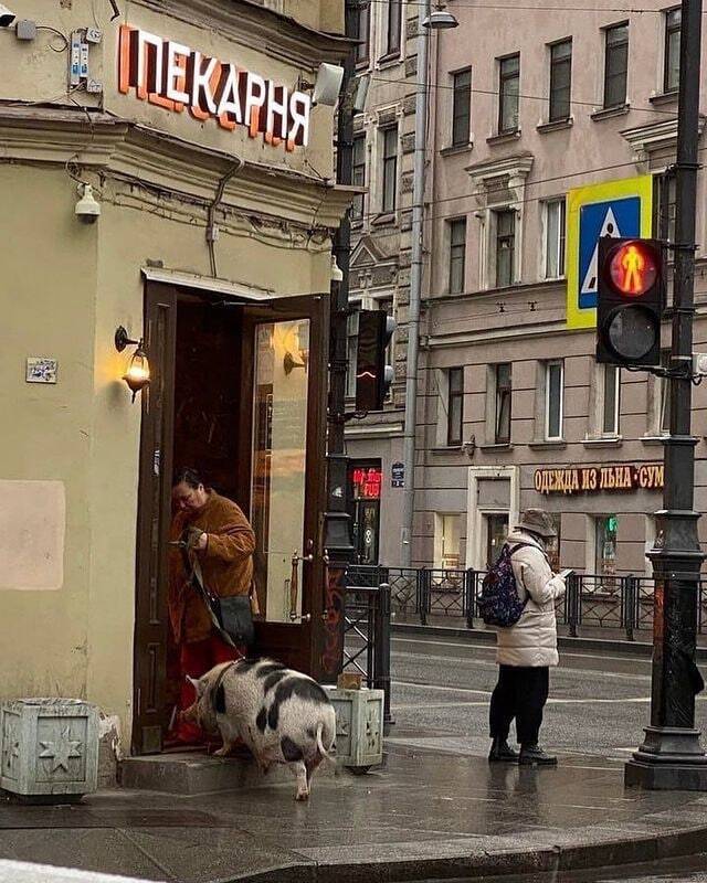 Макси-пиг посетил одну из булочных Санкт-Петербурга