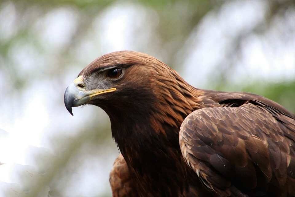 Ученые: Вымерший 600 лет назад новозеландский орел был охотником и стервятником одновременно