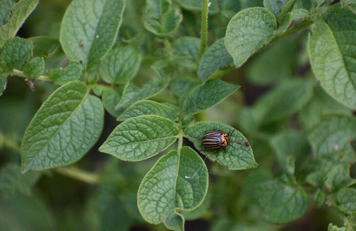 Как прогнать колорадского жука с участка: хитрости опытных огородников