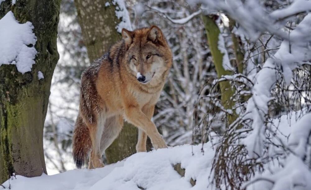 «Все очень напуганы». Волки терроризируют поселок в Карелии