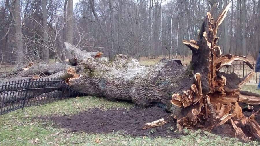 Упавший после урагана «Тургеневский дуб» представит РФ на европейском конкурсе