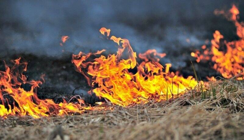 В регионе ликвидировали 106 лесных пожаров