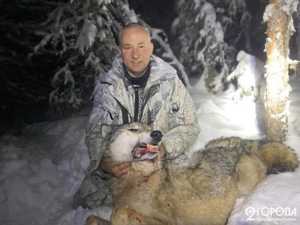 В Югре застрелили первого волка из стаи, из-за которой чуть не объявили «волкдаун»
