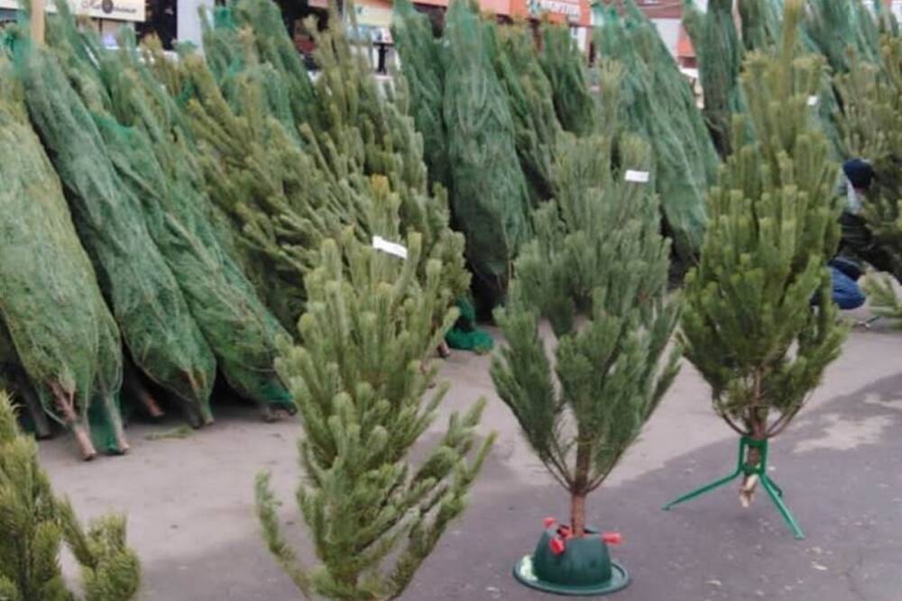 В Пензе официально стартовала продажа елок