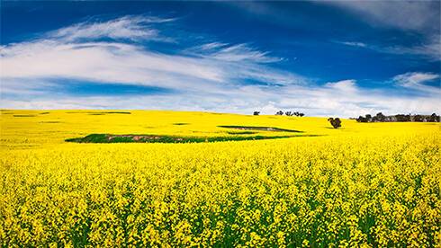 В Украине после запуска рынка земли продали свыше 154 тысячи гектаров
