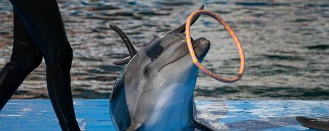 Проект дельфинария в «Горской» оказался под риском срыва из-за одобрения Путиным запрета на вылов китообразных
