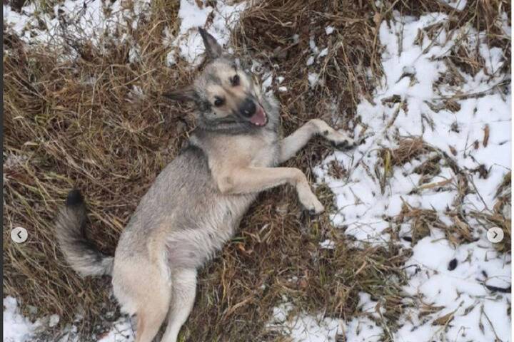 Житель Железногорска подозревается в убийстве собственной собаки в Красноярском крае