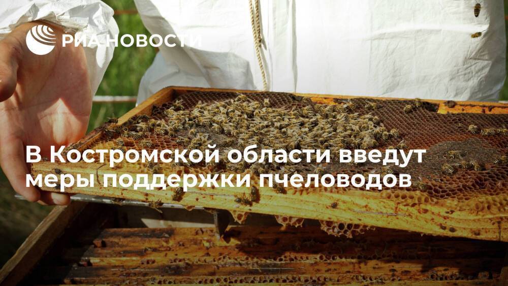 Новые меры поддержки пчеловодов введут в Костромской области с 2022 года