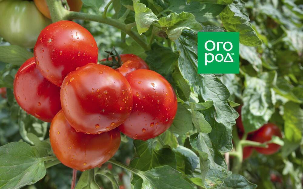 5 сортов и гибридов томатов для новичков: проверено томатоводами