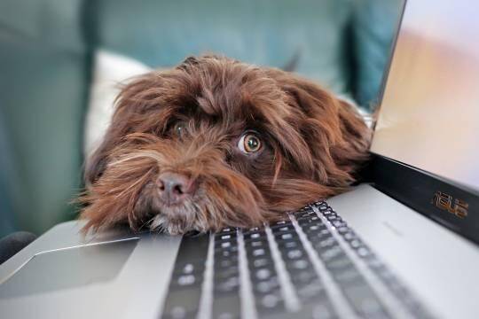 В России набирает популярность ветеринарная онлайн-помощь