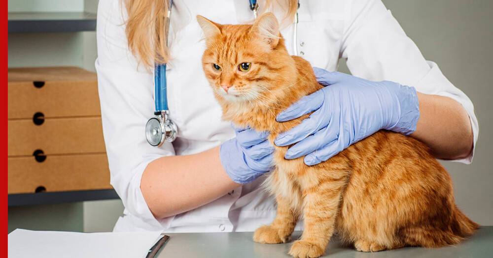 Беспроблемные питомцы: 6 самых здоровых пород кошек
