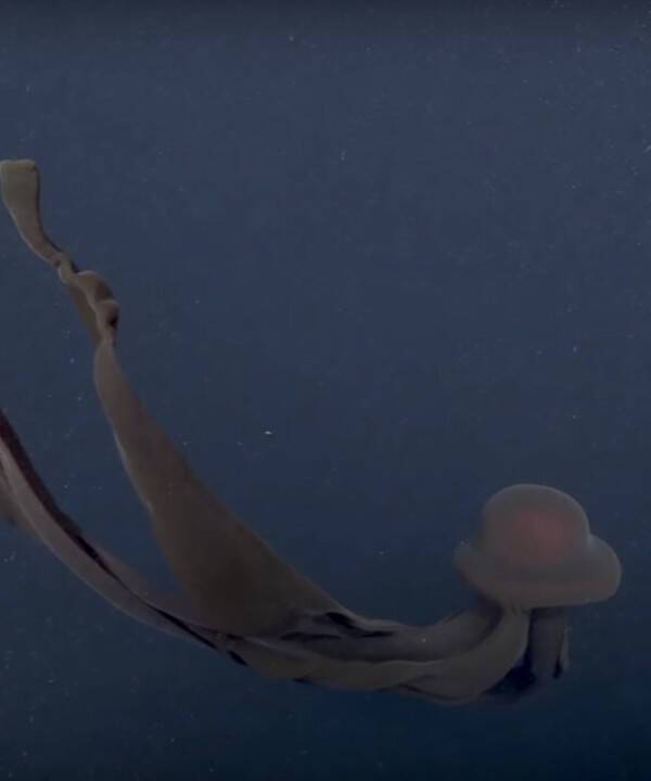 Малиновый занавес: гипнотическое видео с гигантской медузой похожей на шелк стало хитом интернета. Его интереснее рассматривать, чем некоторые платья звезд