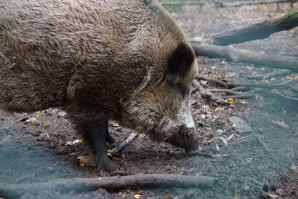 Очаг африканской чумы свиней обнаружили в Маловишерском районе