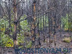 Пятая часть российских лесов оказались «мертвой»