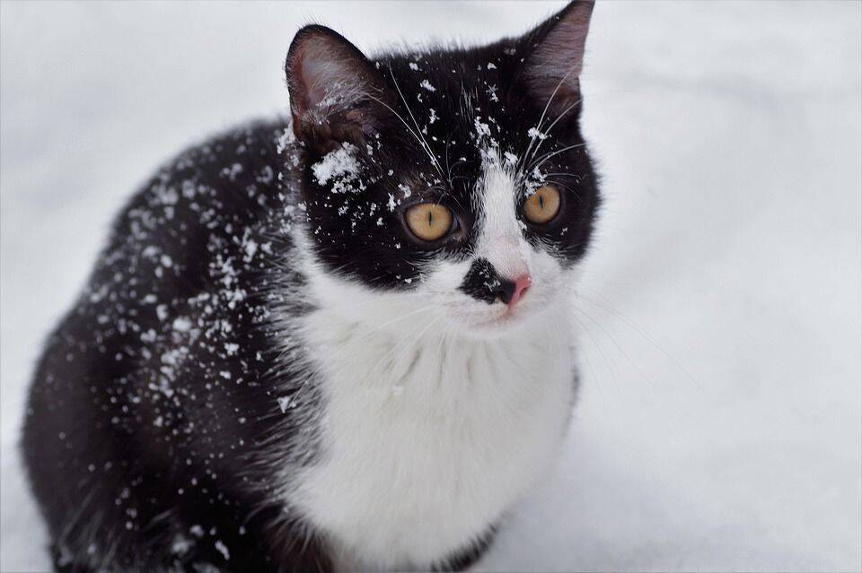 Пришла зима: существует ли «порог холода» для кошек?