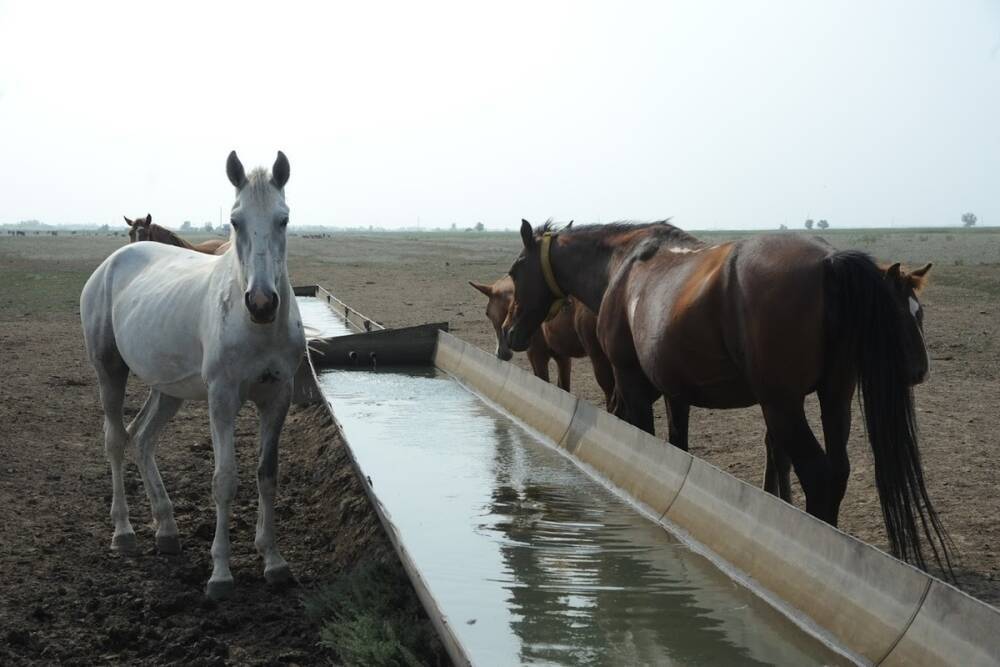 На волгоградский конный завод из США привезли 3 племенных лошади