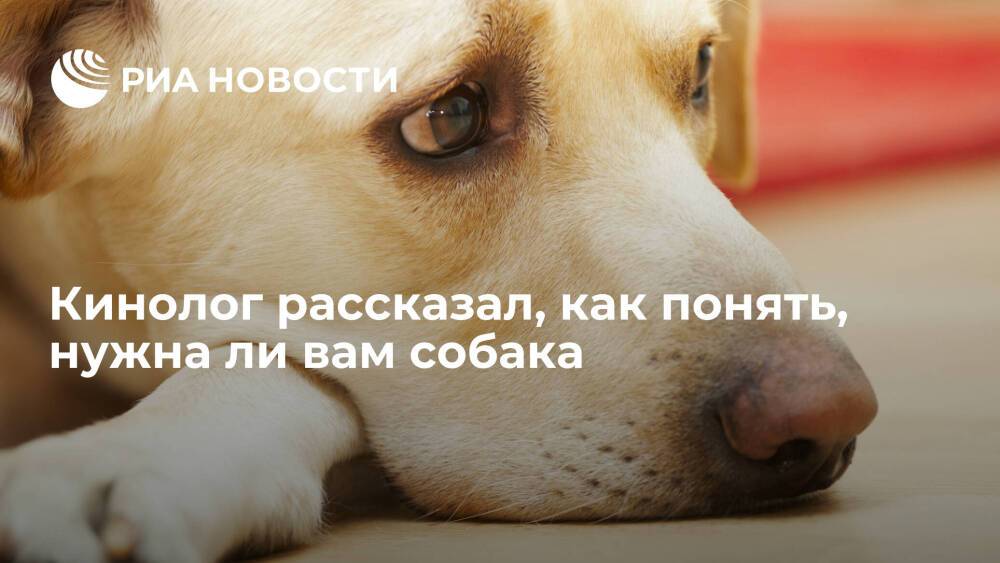 Президент РКФ Голубев: желающим завести собаку нужно опираться на факты, а не на фантазии