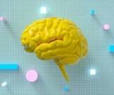 Нервные клетки восстанавливаются: нейробика, почему она полезна для мозга
