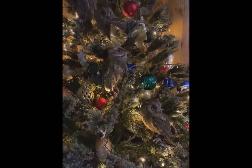 Сов усадили на новогоднюю елку в Токсово