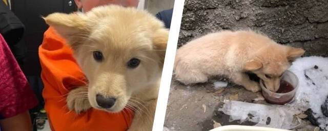 В Новосибирске четвероклассник спас провалившегося в яму щенка