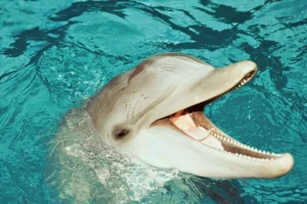 Как дельфины и киты получают пресную воду, обитая в соленых морях и океанах? (7 фото)