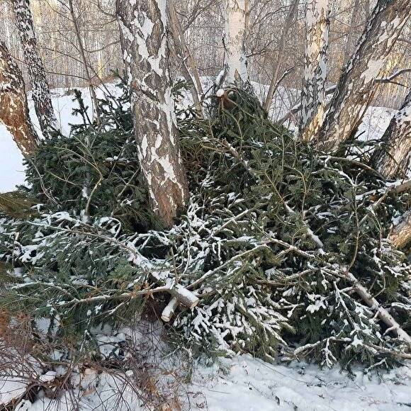 В Челябинске неизвестные в масках ночью спилили четырехметровую ель на набережной