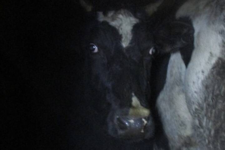 В Псковскую область запретили ввозить 5 коров из Беларуси