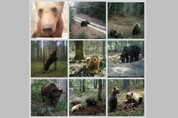 В «Брянском лесу» празднуют День медведя