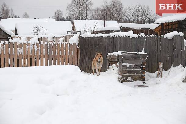 В Корткеросском районе стая собак защитила цепного пса от волков