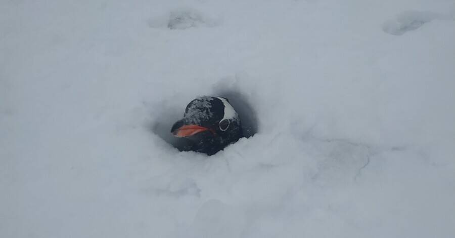 На станции Академик Вернадский в Антарктиде выпало рекордное количество снега - засыпало даже гнезда пингвинов